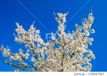 spring flowering tree with white flowers on the branches 139097961
