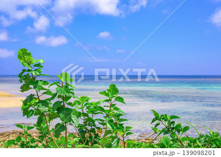 鮮やかな緑越しに広がる石垣島の澄んだ夏空と海景色 139098201