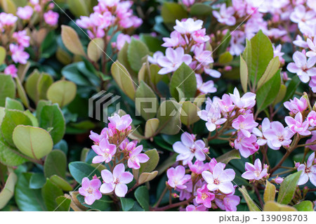 満開のベニバナシャリンバイの花 満開のベニバナシャリンバイの花 139098703