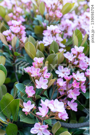 満開のベニバナシャリンバイの花 満開のベニバナシャリンバイの花 139098704