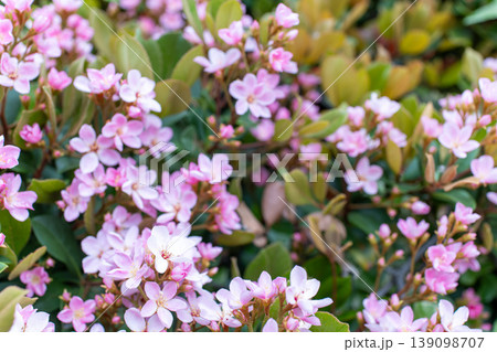 満開のベニバナシャリンバイの花 満開のベニバナシャリンバイの花 139098707