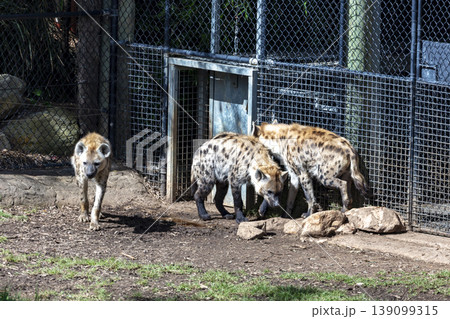 Three Hyenas walking along a steel fence at a wildlife park Three Hyenas walking along a steel fence at a wildlife park 139099315