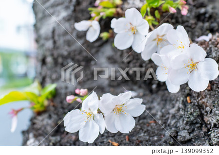 自然光で撮影した桜の花の背景素材 139099352