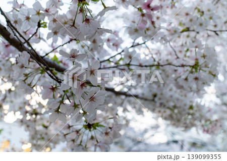 自然光で撮影した桜の花の背景素材 自然光で撮影した桜の花の背景素材 139099355