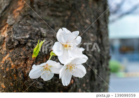 自然光で撮影した桜の花の背景素材 自然光で撮影した桜の花の背景素材 139099359