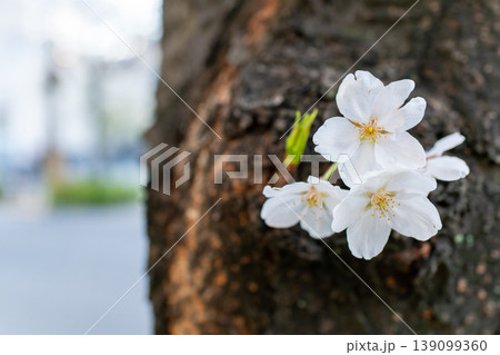 自然光で撮影した桜の花の背景素材 139099360