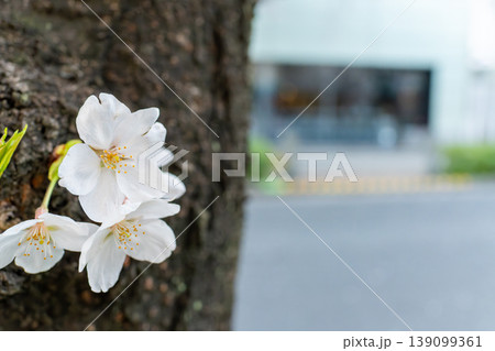 自然光で撮影した桜の花の背景素材 139099361