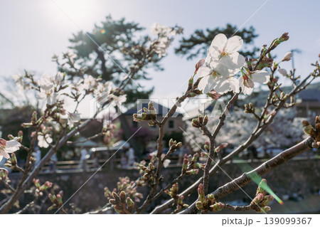 自然光で撮影した桜の花の背景素材 自然光で撮影した桜の花の背景素材 139099367