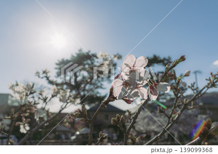 自然光で撮影した桜の花の背景素材 自然光で撮影した桜の花の背景素材 139099368