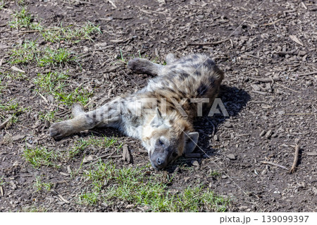 A Hyena relaxing on a sunny day at a wildlife park A Hyena relaxing on a sunny day at a wildlife park 139099397