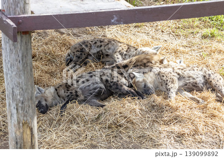 Three Hyenas sleeping on a pile of hay at a wildlife park Three Hyenas sleeping on a pile of hay at a wildlife park 139099892