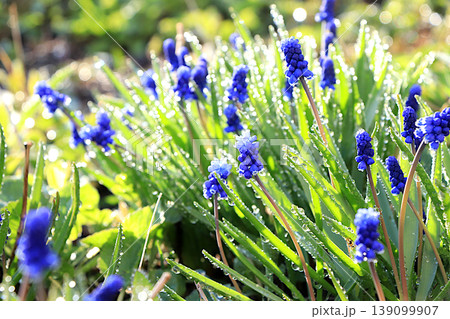 Abstract floral background with a blurred background and bokeh effect. Delicate first shoots of muscari with dewdrops after rain in a spring garden. Spring arrival concept, floral card, 139099907
