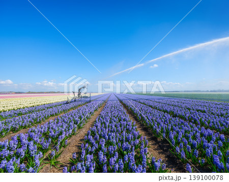 Irrigation system watering flower rows in a field. 139100078