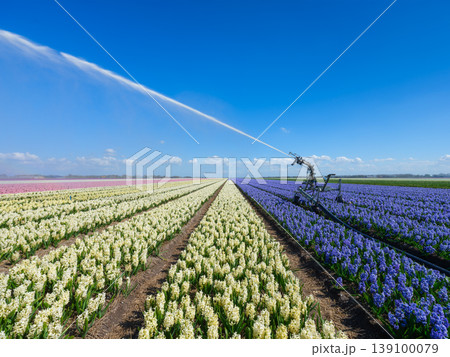 Irrigation system watering flower rows in a field. Irrigation system watering flower rows in a field. 139100079