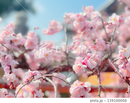 梅の花のクローズアップ　春の自然背景　ピンクの花 139100088