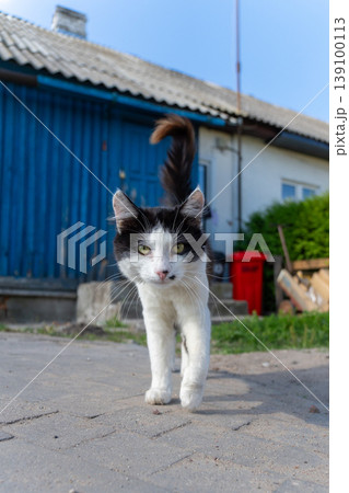 A black and white tuxedo cat walking forward on a paved path 139100113