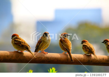 桜花咲き誇る『千鳥ヶ淵』に集う… 【スズメ】 139100177