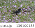 散った八重桜とクロツグミ 139100188