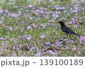 散った八重桜とクロツグミ 139100189
