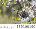 桜の木ににとまるカワラヒワ 139100190