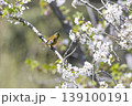 桜の木ににとまるカワラヒワ 139100191