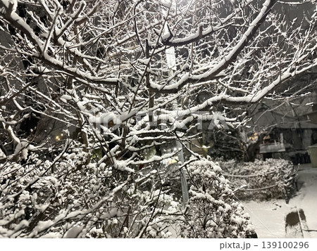雪が積もった木の枝　冬の自然背景　モノトーン風景 139100296