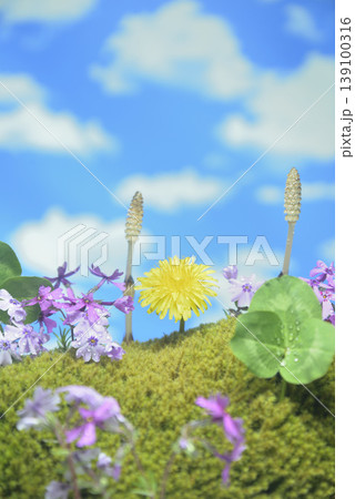 春イメージ タンポポ つくし 芝桜 クローバー 苔 春イメージ タンポポ つくし 芝桜 クローバー 苔 139100316