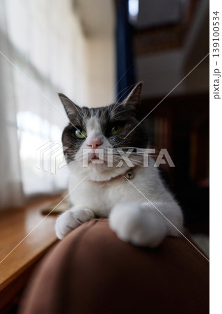 窓辺でくつろぐ猫 窓辺でくつろぐ猫 139100534