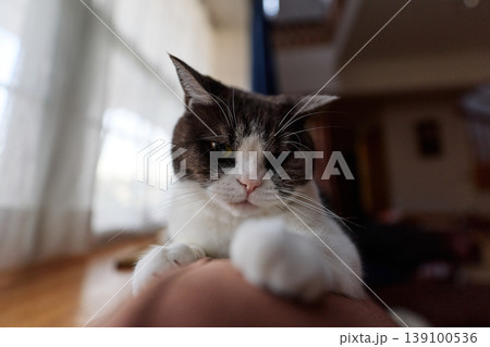 窓辺でくつろぐ猫 窓辺でくつろぐ猫 139100536