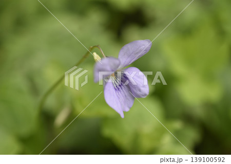 菫 菫 139100592