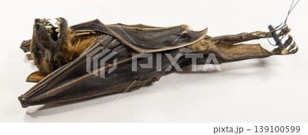 A taxidermy fruit bat specimen of the species Cynopterus sphinx lying horizontally on a white background. This setting highlights the specimen's features for educational purposes. A taxidermy fruit bat specimen of the species Cynopterus sphinx lying horizontally on a white background. This setting highlights the specimen's features for educational purposes. 139100599