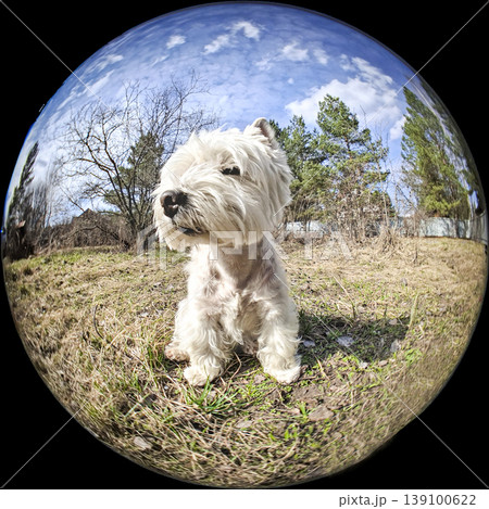 A fluffy West Highland Terrier sits on dry grass enjoying the warm sun. The blue sky has scattered clouds. Trees surround the area, creating a friendly park scene. 139100622