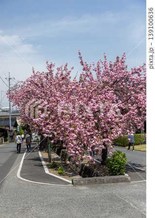 春の白井宿 群馬県渋川市 春の白井宿 群馬県渋川市 139100636