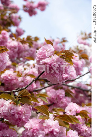 白井宿の八重桜　群馬県渋川市 139100675