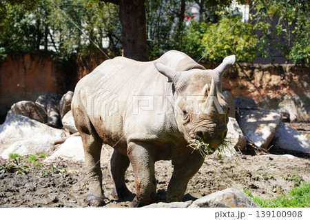 乾草を食べるヒガシクロサイの正面カット 乾草を食べるヒガシクロサイの正面カット 139100908