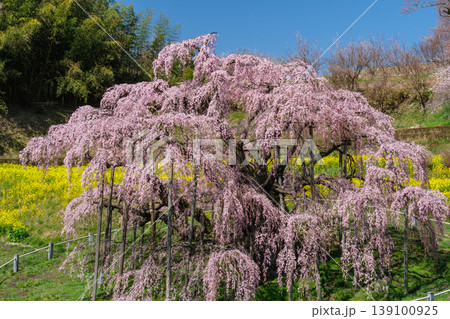 三春の滝桜 139100925