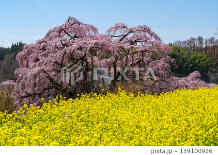 枝垂れ桜と菜の花 139100926