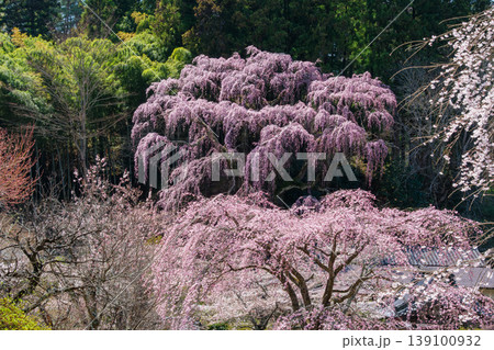 輝く枝垂れ桜 139100932