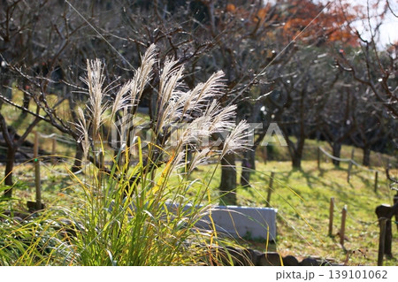 輝　ススキ花穂　秋の七草 139101062