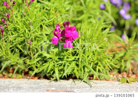 可愛い　リナリアの花 139101065