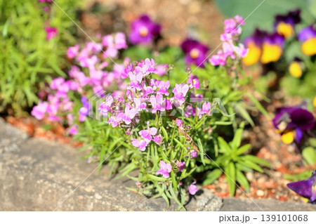 可愛い　リナリアの花 139101068