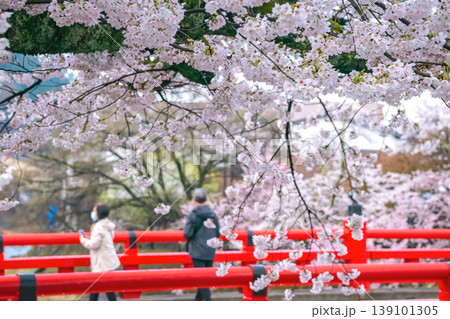 260411中橋桜g017 139101305