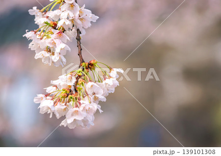 260411中橋桜g030 260411中橋桜g030 139101308
