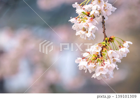 260411中橋桜g031 139101309