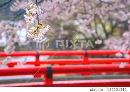 260411中橋桜g037 260411中橋桜g037 139101311