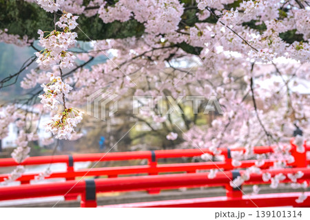 260411中橋桜g048 260411中橋桜g048 139101314