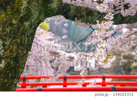 260411中橋桜g049 139101315