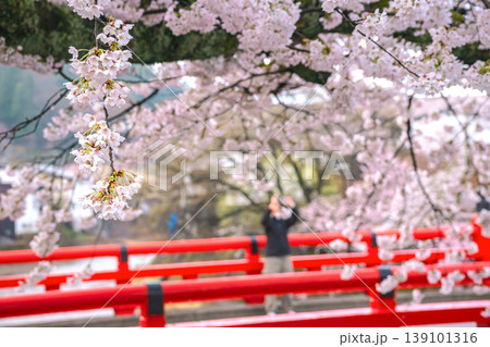 260411中橋桜g052 139101316