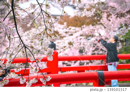 260411中橋桜g057 139101317