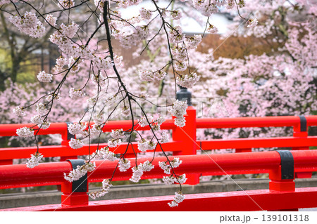 260411中橋桜g061 260411中橋桜g061 139101318